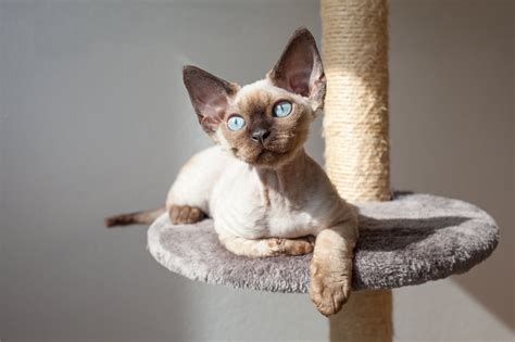 All About The Devon Rex Cat Prettylitter