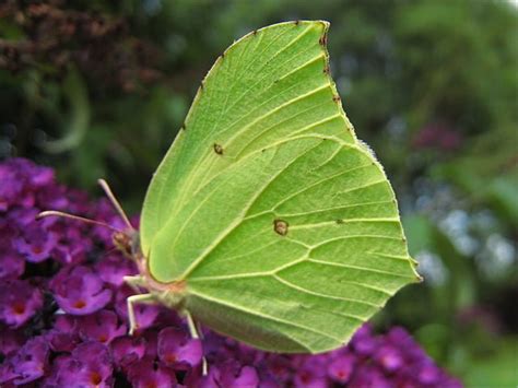 Brimstone Butterfly Gonepteryx Rhamni Irelands Wildlife