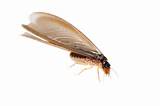 Termite Vs Winged Ant
