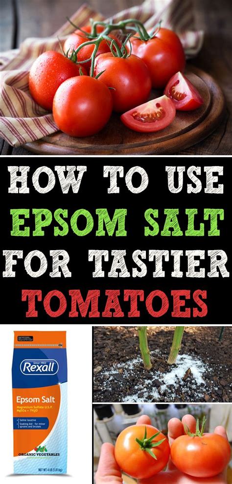 Epsom Salt For Tomato Plants Dosage