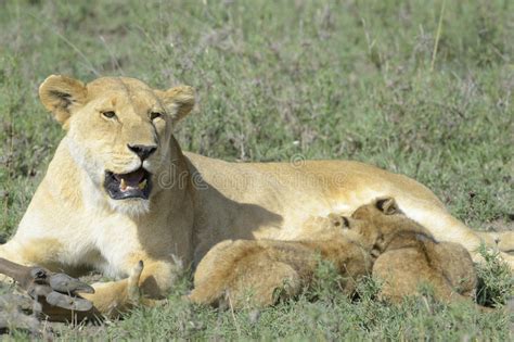 Lioness And Four Cubs Stock Photo Image Of Africa Savana 7415894