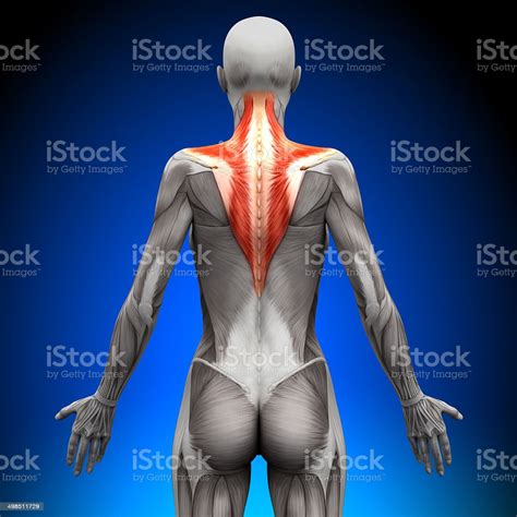 Woman hand in water splash. Trapezius Female Anatomy Muscles Stock Photo - Download Image Now - iStock