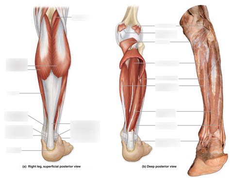 Posterior Leg Muscles Diagram Quizlet