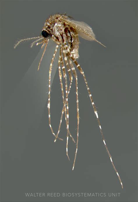 British Mosquito Species Peepsburghcom