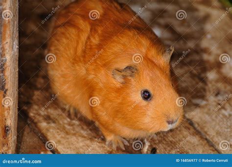 Syrian Hamster Stock Photography 12077936