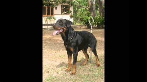 Check spelling or type a new query. Rottweiler in sri lanka | Dogs, breeds and everything ...