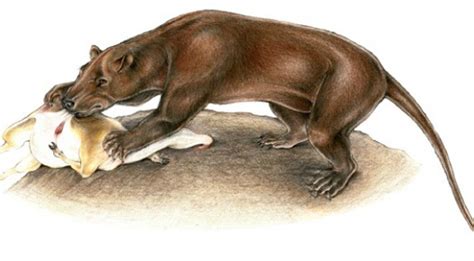 Carnivorous Neighbors Were Able To Coexist During The Miocene