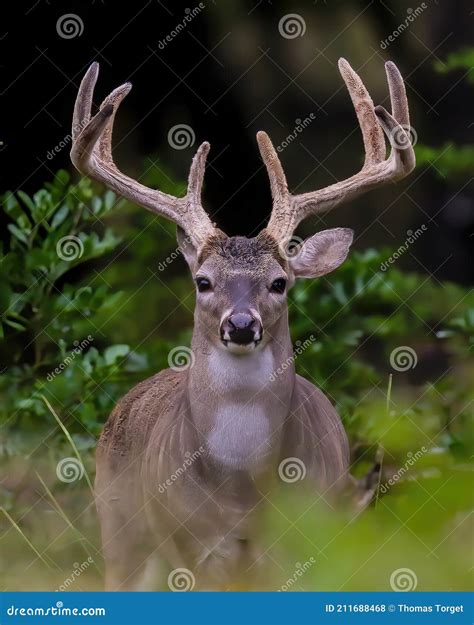 Whitetail Deer Buck With Eight Point Antlers In Summer Velvet Stock