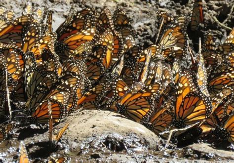 Chilango Lo Que Debes Saber Para Visitar Los Santuarios De La Mariposa Monarca En Michoacán