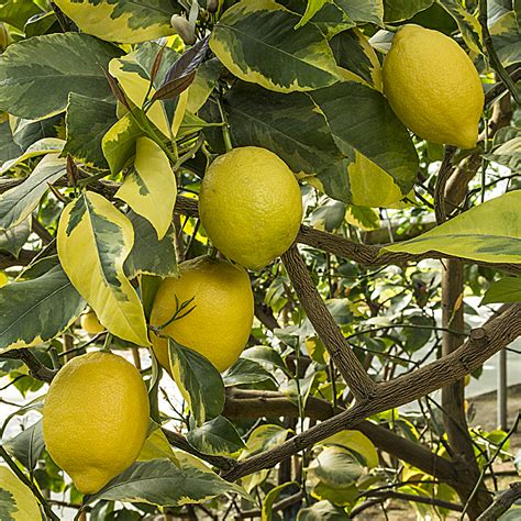 Citrus X Limon ‘foliis Variegatis The Natural World