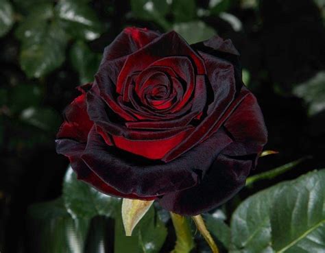 Buy Florona Black Baccara Hybrid Rose Shrubrose Flower Plant True Blood