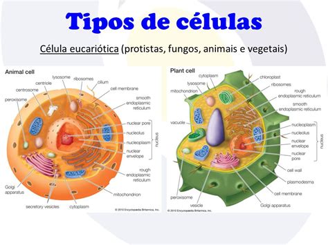 Lusagaia CÉlula EucariÓtica Animal E Vegetal Organitos Celulares