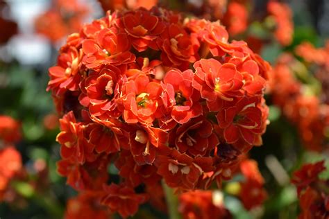 House Plant With Orange Flowers