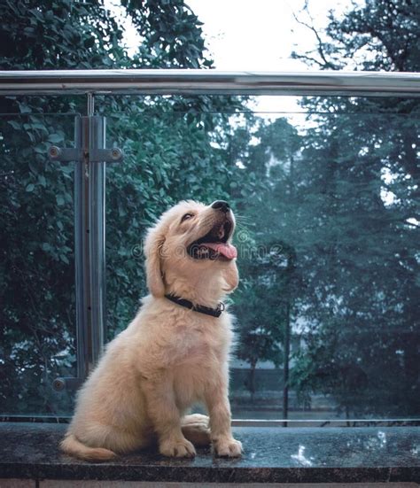 Golden Retriever Puppy Smiling Pet Dog Stock Photo Image Of Cute
