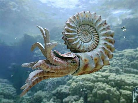 Nautilus Beautiful Sea Creatures Prehistoric Animals Deep Sea Creatures
