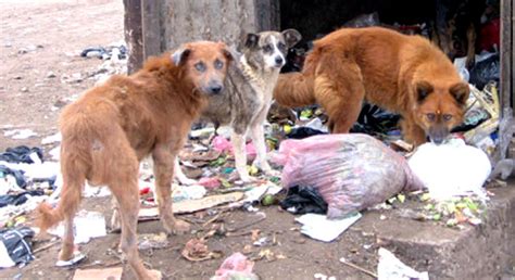 Prevalencia De Parásitos Con Potencial Zoonótico En Perros Callejeros