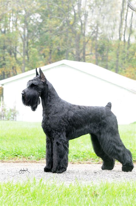 Official Akc Standard For The Giant Schnauzer Kenro Kennel Schnauzer