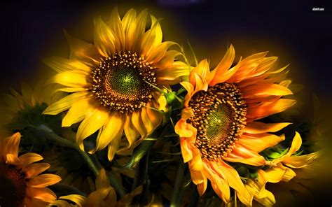 Flower Wallpaper Sunflower
