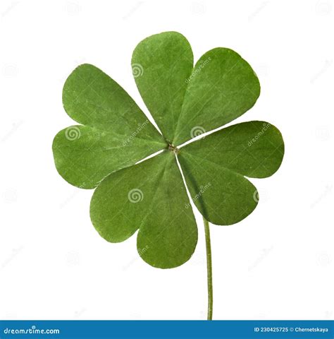 Green Four Leaf Clover Isolated On White Stock Image Image Of