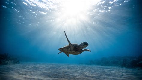 Download Wallpaper 3840x2160 Skull Sea Turtle Underwater World Swim