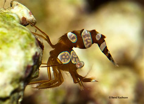 Aquamax Das Weblog Zur Website Foto Des Tages Sexy Shrimp Thor Amboinensis