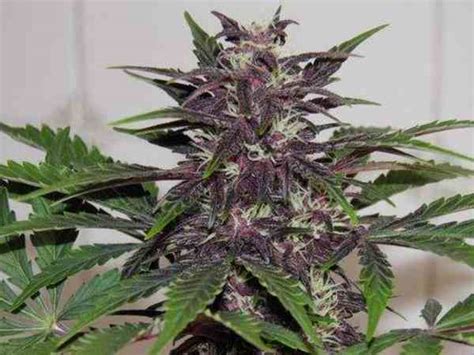 Semilla De Marihuana Buddha Purple Kush Del Banco Buddha Seeds