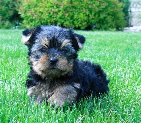 Lancaster puppies has morkie puppies for sale. 63+ Teacup Dogs For Sale Near Me Cheap in 2020 | Teacup ...