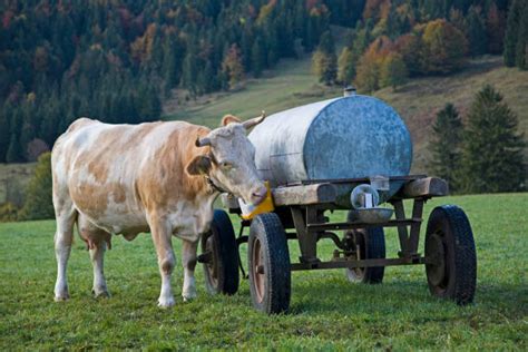 Salt Lick Cow Stock Photos Pictures And Royalty Free Images Istock