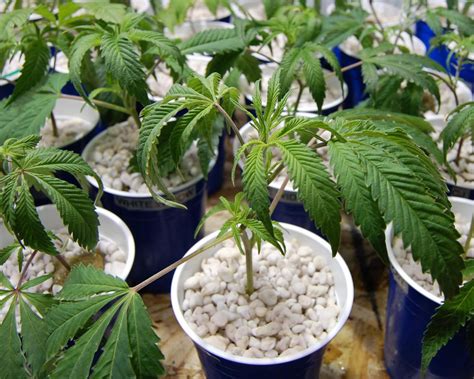 You can easily kill these plants by over watering, so when in doubt do not water. How Often Should I Water My Marijuana Plants? - Marijuana ...