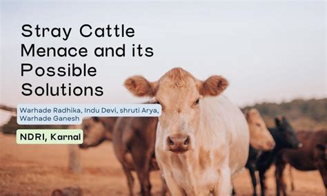 Stray Cattle Menace And Its Possible Solutions Sr Publications