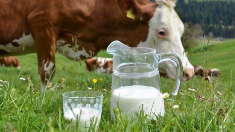 Over 62,051 milk cow pictures to choose from, with no signup needed. What's Really In Your Milk?