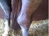 Equine Ocd Treatment Images