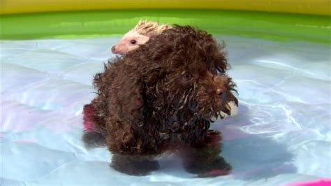 Puppy And Baby Hedgehog Are Taking Bath Together So Cute ⋆ Madly Odd