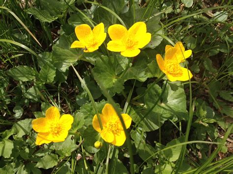 Check spelling or type a new query. What's the name of this herb with yellow flowers ...