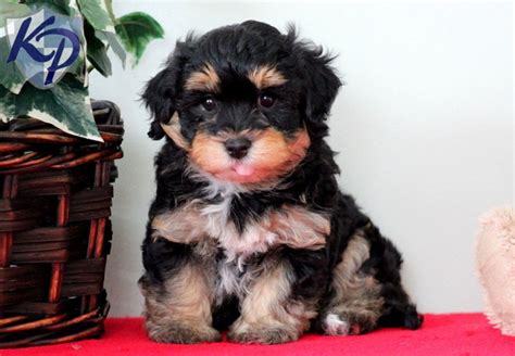 One male two all black; Puppy Finder: Find & Buy a Dog today by using our Petfinder | Puppies, Havanese puppies, Cute ...