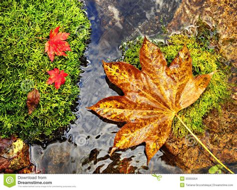 Autumn Red And Yellow Leaves On Moss Srones Wild River Stock Photo