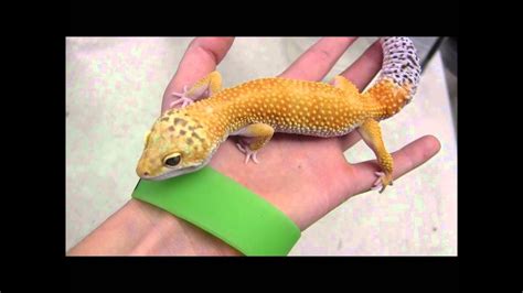 Super Hypo Tangerine Het For Bell Albino Leopard Geckos Youtube