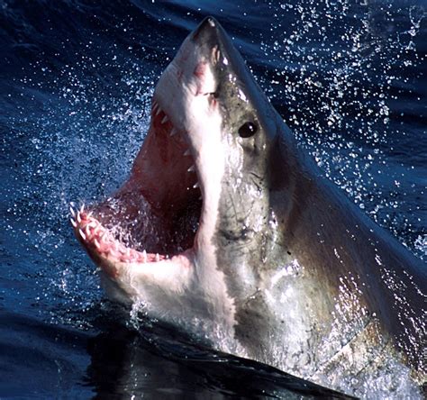 Tiger shark and white shark behavior. Humans 'Evolved' From Shark-Headed Ancestors 300 Million ...