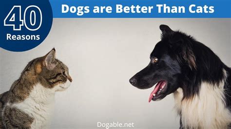 40 Reasons Why Dogs Are Better Than Cats Dogable