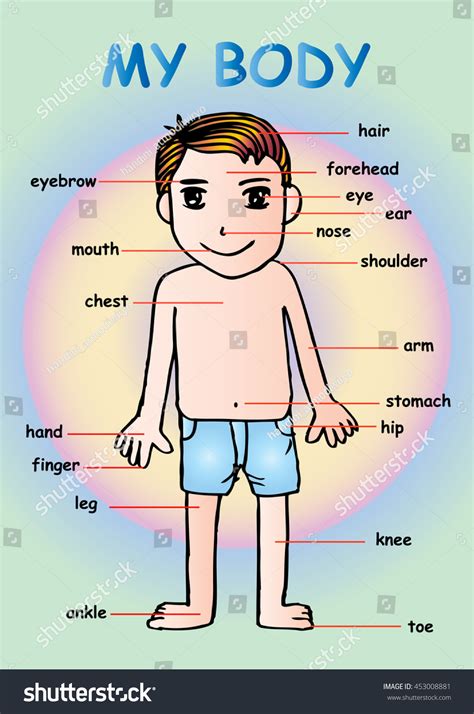 My Body Educational Info Graphic Chart Stock Vector 453008881 Shutterstock
