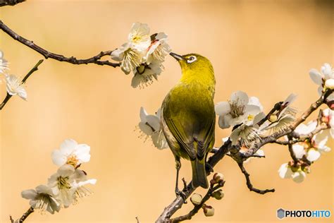 いつもの公園「黄金の春鳥」 by 730243 （ID：9373602） - 写真共有サイト:PHOTOHITO