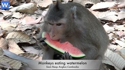 Wowawesome Baby Animals Monkeys Eating Watermelon Amazing Animals