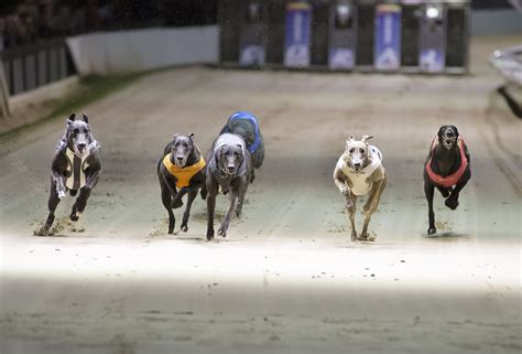 Hunt For Success Underway Greyhound Star News From The Greyhound