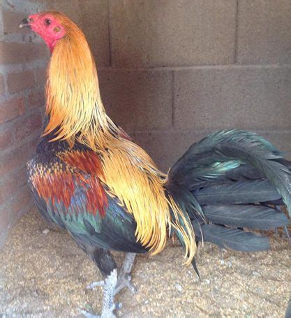 Hobi sabung ayam online | twuko. Sabung Ayam Peru, Sabung Ayam Nasional Amerika Latin