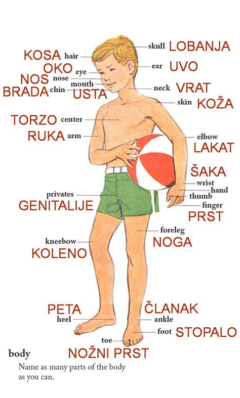 Body Parts Delovi Tela ~ Learn The Serbian Language Online With