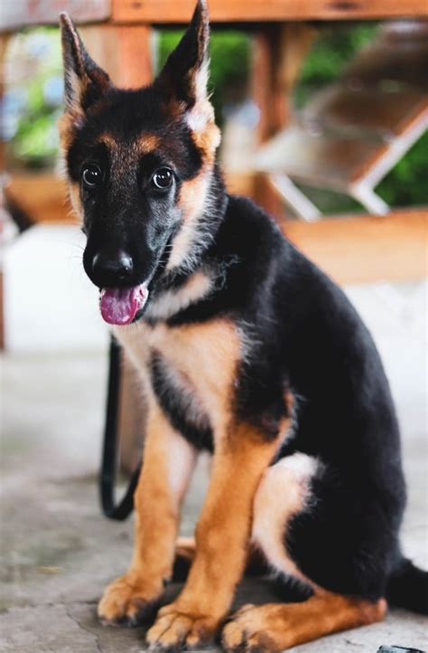 These playful, lovable german shepherd puppies are a powerful, intelligent dog breed with a playful yet stern disposition. How You Can Adopt a German Shepherd in Chicago (in 2020 ...