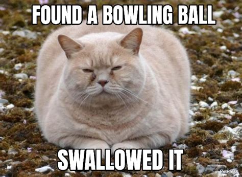 Top 10 Funniest Fat Cat Memes On The Internet Petpress