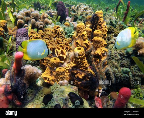 Underwater Marine Life Sponges Brittle Stars And Tropical Fish In A