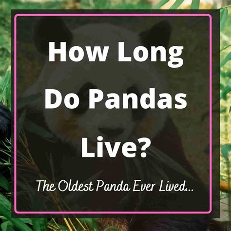 How Long Do Pandas Live The Oldest Panda Revealed