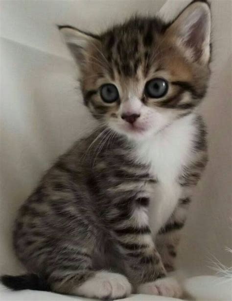 Cute Kitten Tabby Cat Homeaspen